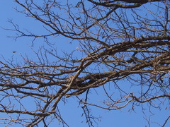 Robinia pseudoacacia