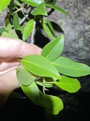 Ficus obliqua