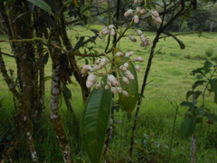 Miconia notabilis