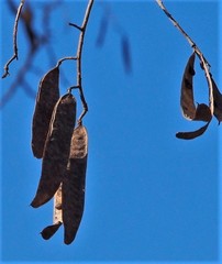 Robinia pseudoacacia