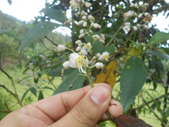 Miconia notabilis