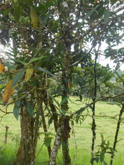Miconia notabilis