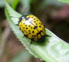 Iphiclus nigropictus