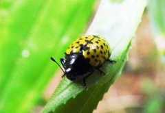 Iphiclus nigropictus