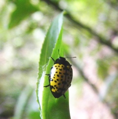 Iphiclus nigropictus