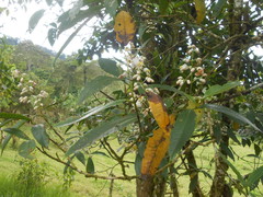 Miconia notabilis