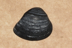 Spisula trigonella image