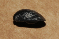 Spisula trigonella
