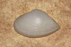 Corbula