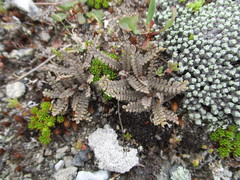 Lepidium solandri