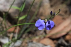 Comesperma sphaerocarpum