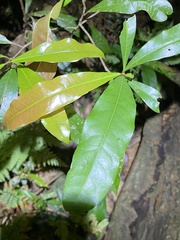 Beilschmiedia obtusifolia