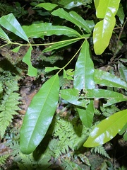 Beilschmiedia obtusifolia