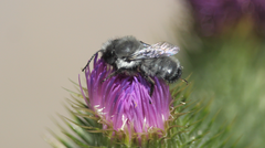 Megachile saulcyi