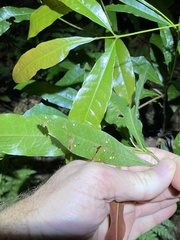 Beilschmiedia obtusifolia