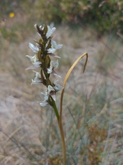 Prasophyllum suttonii