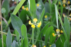 Scorpiurus muricatus