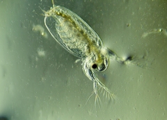 Sididae