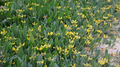 Scorpiurus muricatus