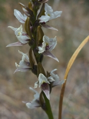 Prasophyllum suttonii