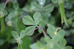 Lotus ornithopodioides
