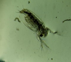 Sididae
