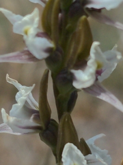 Prasophyllum suttonii