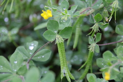 Lotus ornithopodioides