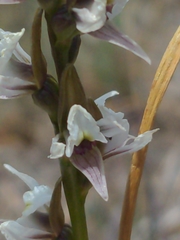 Prasophyllum suttonii