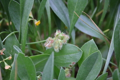 Scorpiurus muricatus