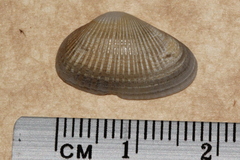 Hemidonax dactylus