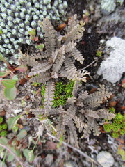Lepidium solandri