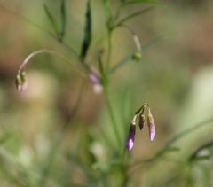 Vicia parviflora