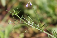 Vicia parviflora