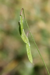 Vicia parviflora