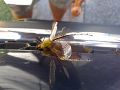 Austrogynacantha heterogena