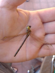 Austrogynacantha heterogena