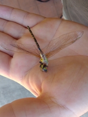 Austrogynacantha heterogena