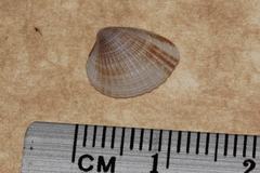 Timoclea scabra