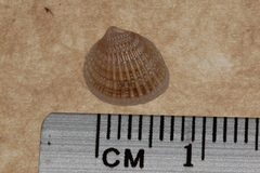 Timoclea scabra