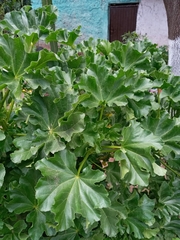 Malva