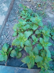 Malva
