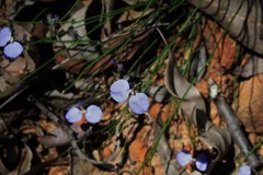Comesperma sphaerocarpum