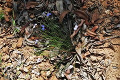 Comesperma sphaerocarpum