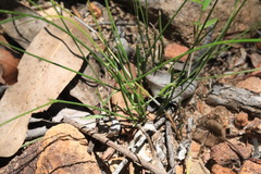 Comesperma sphaerocarpum