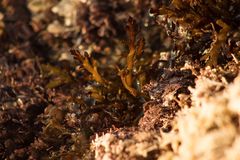 Cystoseira compressa