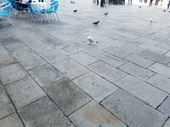 Chroicocephalus ridibundus