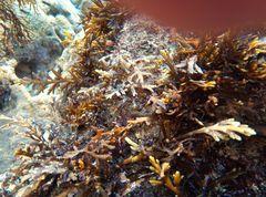 Cystoseira compressa