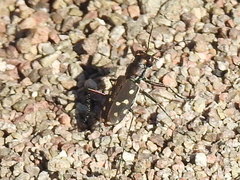 Cicindela sedecimpunctata