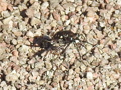 Cicindela sedecimpunctata